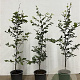 Fagus sylvatica 80-100 cm 3,5L