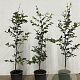 Fagus sylvatica 80-100 cm 3,5L