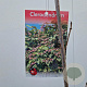 Clerodendrum trichotomum 50-60 cm 5,0L