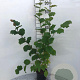 Corylus avellana 100-125 cm 2,0L