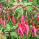 Fuchsia 'Riccartonii' GM 10L