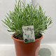 Lavandula angustifolia GM 10L