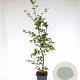 Fagus sylvatica 80-100 cm 5,0L geveerd