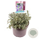 Lavandula ang. 'Hidcote' GM C5