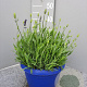 Lavandula ang. 'Hidcote' GM C5