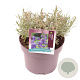 Lavandula ang. 'Hidcote' GM C5