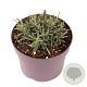 Lavandula ang. 'Munstead' GM 2,0L