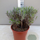 Lavandula intermedia GM C5