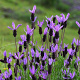Lavandula stoechas GM C5
