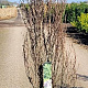 Frangula alnus Fine Line 125-150 cm 20L
