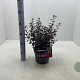 Physocarpus opulif. Little Joker 30-40 cm 3,0L