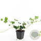 Hedera hibernica 30-40 cm P9