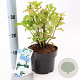 Hydrangea m. 'Mad. Emile Mouillère' 20-25 cm 2,0L