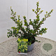 Ilex crenata 'Green Hedge' 30-40 cm 2,5L