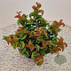Leucothoe axillaris 'Curly Red' 20-25 cm 2,5L