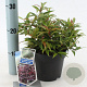 Leucothoe keiskei Burning Love 25-30 cm 2,0L
