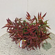 Leucothoe keiskei Burning Love 30-35 cm 2,5L