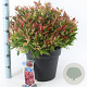Leucothoe 'Zeblid' 40-50 cm 15L