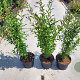 Ligustrum vulgare 60-70 cm 5,0L