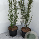 Ligustrum vulgare 60-70 cm 5,0L