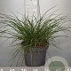 Pennisetum al. 'Hameln' GM C5