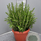 Rosmarinus officinalis GM C5