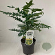 Mahonia media 'Charity' 40-50 cm 2,0L
