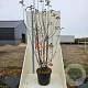 Malus 'Evereste' 200-250 cm cont. 55L meerstammig