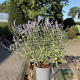 Perovskia 'Blue Spire' 40-60 cm 2,0L