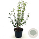 Philadelphus 'Lemoinei' 40-50 cm 3,0L