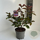 Photinia fraseri 'Camilvy' 20-30 cm 2,0L