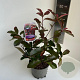 Photinia fraseri 'Camilvy' 20-30 cm 2,0L