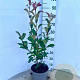Photinia fraseri 'Red Robin' 60-80 cm 5,0L