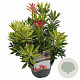 Pieris 'Flaming Silver' 25-30 cm 3,0L