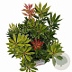 Pieris 'Flaming Silver' 25-30 cm 3,0L