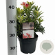 Pieris 'Flaming Silver' 25-30 cm 3,0L