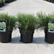 Pinus mugo pumilio 25-30 cm 3,0L