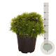 Pinus dens. 'Low Glow' 30-40 cm 4,5L