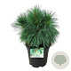 Pinus schwerinii 'Wiethorst' 30-40 cm 4,5L