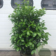 Prunus l. Etna 120-140 cm 30L