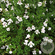 Prostanthera cuneata 20-30 cm 7,5L