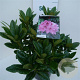 Rhododendron 'Cosmopolitan' 30-40 cm 5,0L