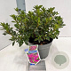Rhododendron (AJ) Geisha Purple 20-25 cm 3,0L