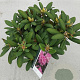 Rhododendron (Y) 'Silberwolke' 25-30 cm 5,0L