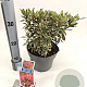 Rhododendron (AJ) 'Silver Sword' 20-25 cm 3,0L