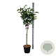 Magnolia soulangeana 90 cm stam 15L