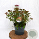 Spiraea jap. 'Anthony Waterer' 30-40 cm 3,0L