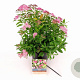 Spiraea jap. 'Genpei' 25-30 cm 3,0L