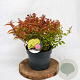 Spiraea jap. 'Goldflame' 30-40 cm 3,0L