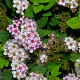 Spiraea jap. 'Little Princess' 25-30 cm 3,0L
